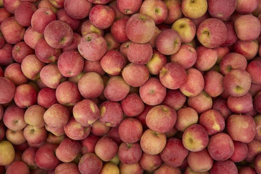 Red apple texture: lots of red apples collected in a bins at the time of their collection in the production phase. Apples storage.