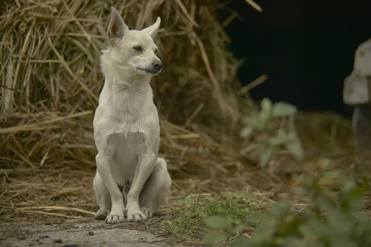 Small meticulous dog sitting in a stall in the midst of straw in a countryside scenery.