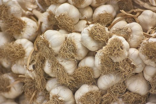 Detail of storing a lot of garlic heads on a farm producing.