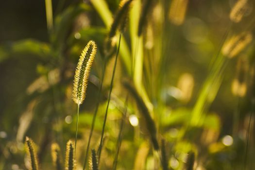 Macro detail of grass wires taken in autumn at sunset and in backlight: ideal image as a background or graphic design with great detail!