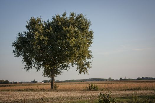 Large tree, plane tree, immersed in a unique and evocative countryside.