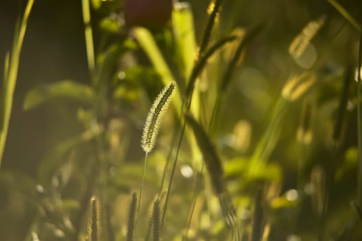 Macro detail of grass wires taken in autumn at sunset and in backlight: ideal image as a background or graphic design with great detail!