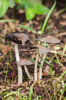 A group of small wild mushrooms photographed in macro.