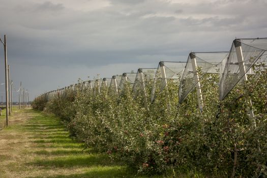 Apples orchards in the summer of a farm specializing in the field.