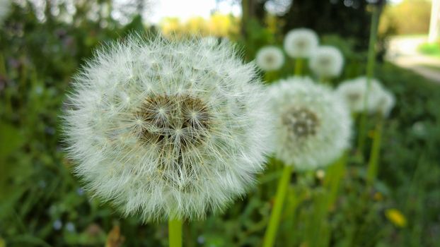 Taraxacum flower in its flowering and pollination phase to give birth to other flowers like him.