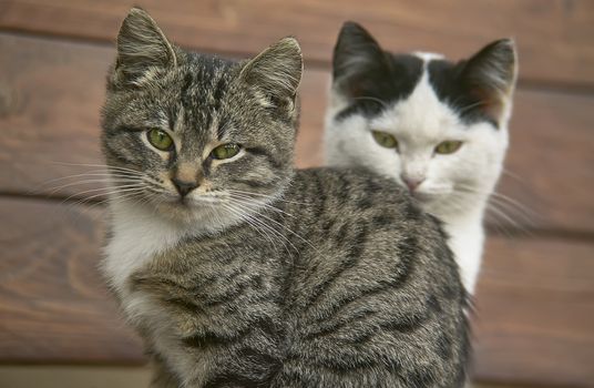 Close up of a couple of cats or kittens one behind each other with very high level of detail.