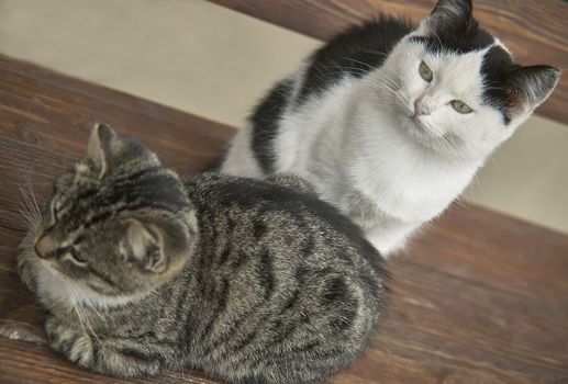 Couple of kittens, one dark and one clear, sitting on a wooden bench raised from above