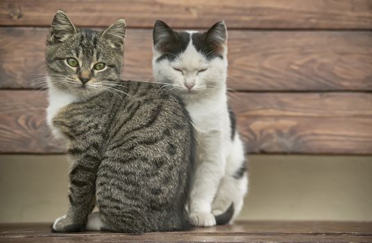 Two kittens sitting on a wooden bench which look over the resume point with their noses tender.