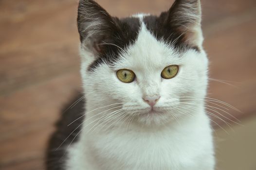 Closeup of a white kitten with black spots with blurry background. Photos at the highest level of detail!