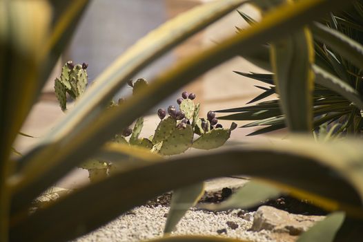 Cactus, fatty plant, used as an ornament on a nest in Nevada. Greasy plant