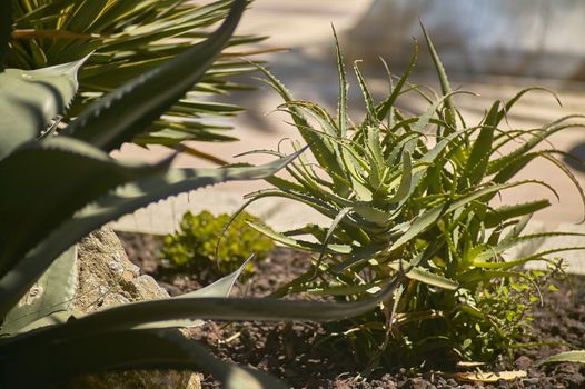 Flowerbed with various fatty plants including the Aloe plant.