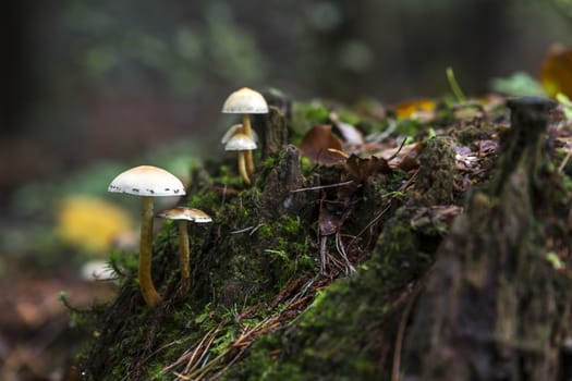 group fungus on green moss in the forest