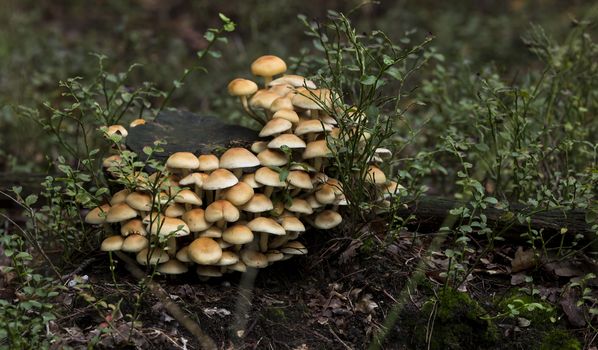 Small beautiful mushrooms likely the of Honey fungus (Armillaria mellea) growing on a stump close up against a background of trees in the forest

