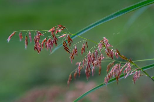 The select focus of grass flower with blur background