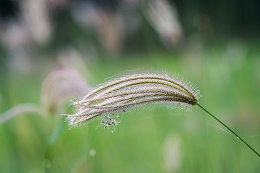 Select focus of grass flower with blur background