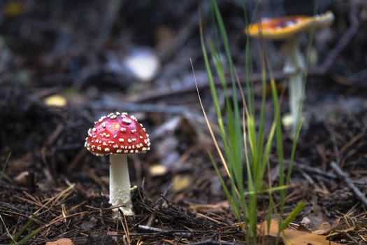 fly agaric red mushroom with white dots in the forest