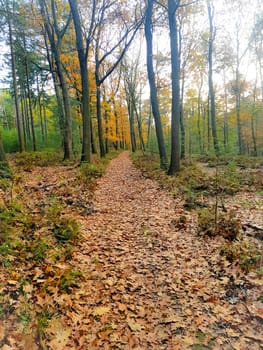 Forest With Fallen Leaves in the Autumn