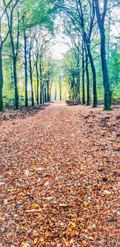 National Park 'De Veluwe' in Autumn