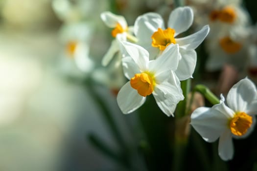 The background image of the colorful flowers, background nature