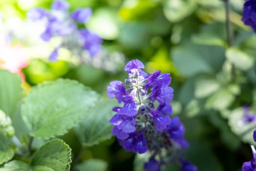 The background image of the colorful flowers, background nature