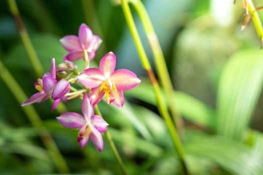 The background image of the colorful flowers, background nature