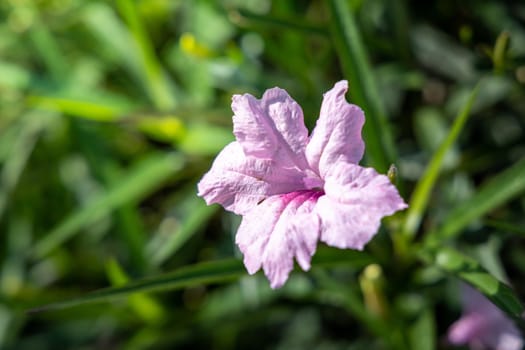 The background image of the colorful flowers, background nature