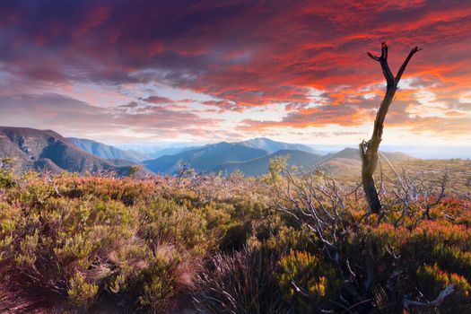 Scenic mountain landscape with bushland heath and old dead tree in foreground and beautiful sky overhead