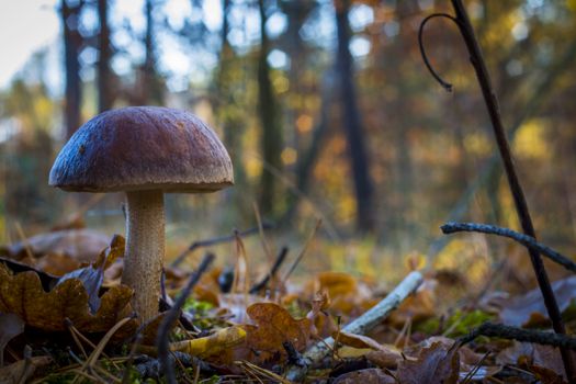 Beautiful big boletus mushroom grow. Big brown-cap autumn mushrooms growing. Natural raw food grows in wood. Edible cep, vegetarian natural organic meal