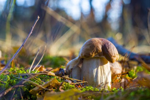 Beautiful porcini mushrooms in sunny wood. Autumn mushrooms grow in forest. Natural raw food growing. Edible cep, vegetarian natural organic meal