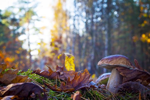 Big mushroom in sunny wood. Autumn mushrooms grow. Natural raw food growing in forest. Edible cep, vegetarian natural organic meal