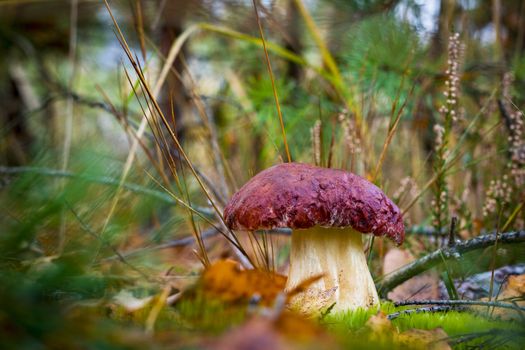 Big pine boletus edulis mushroom. Autumn mushrooms grow in forest. Natural raw food growing. Edible cep, vegetarian natural organic meal