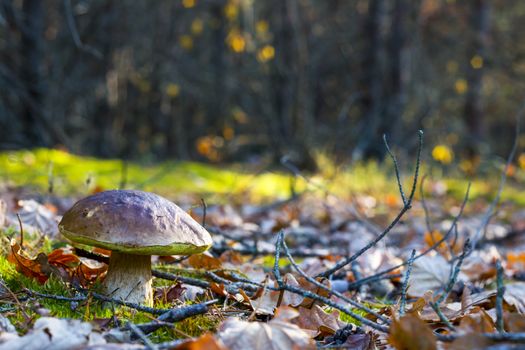 Big porcini mushroom grows in nature. Autumn mushrooms grow in forest. Natural raw food growing. Edible cep, vegetarian natural organic meal