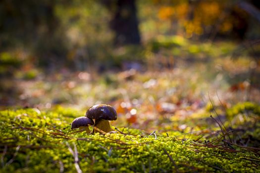 Boletus badius mushrooms in moss wood. Autumn mushroom grow in forest. Natural raw food growing. Vegetarian organic meal