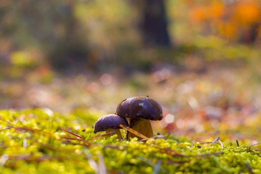 Boletus mushrooms in moss forest. Autumn mushroom grow in wood. Natural raw food growing. Vegetarian organic meal