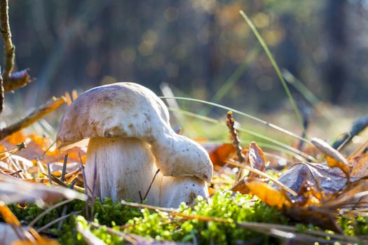 Couple of porcini mushrooms in sunny forest. Autumn mushroom grow in wood. Natural raw food growing. Edible cep, vegetarian natural organic meal