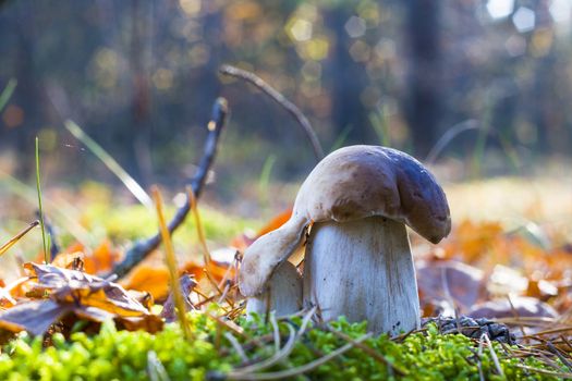 couple of porcini mushrooms in sunny wood. Autumn mushroom grow in forest. Natural raw food growing. Edible cep, vegetarian natural organic meal