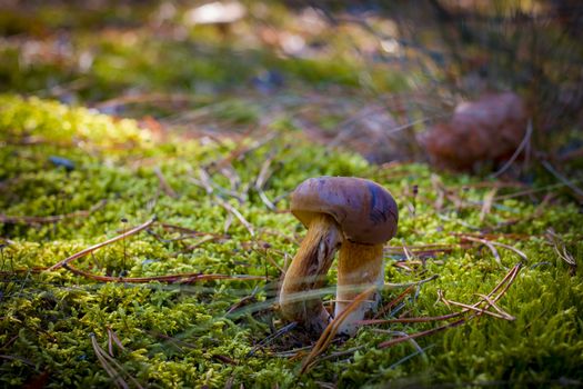 Double leg boletus mushroom in moss. Autumn mushroom grow in forest. Natural raw food growing. Vegetarian organic meal