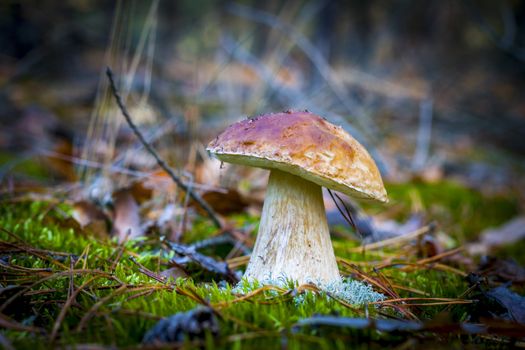 Large porcini mushroom grows in nature. Autumn mushrooms grow in forest. Natural raw food growing. Edible cep, vegetarian natural organic meal