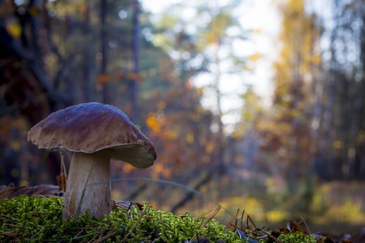 Large porcini mushroom grows in wood. Autumn mushrooms grow in forest. Natural raw food growing. Edible cep, vegetarian natural organic meal