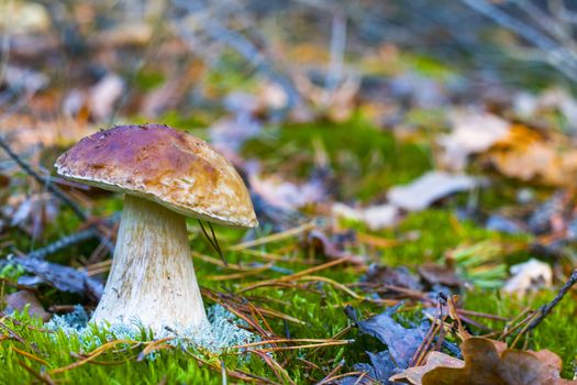 Large white mushroom in nature. Autumn mushrooms grow in forest. Natural raw food growing. Edible cep, vegetarian natural organic meal