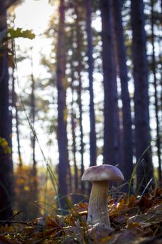 Mushroom grows in morning sun rays Autumn mushrooms grow in forest. Natural raw food growing. Edible cep, vegetarian natural organic meal