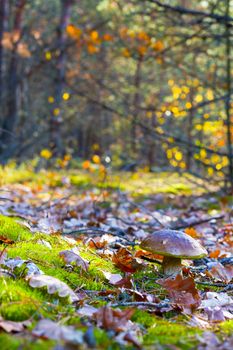 Mushroom grows in nature forest. Autumn mushrooms grow in wood. Natural raw food growing. Edible cep, vegetarian natural organic meal