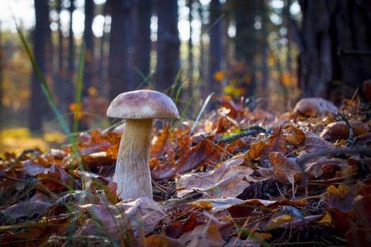 Mushroom in morning sun rays. Autumn mushrooms grow in forest. Natural raw food growing. Edible cep, vegetarian natural organic meal