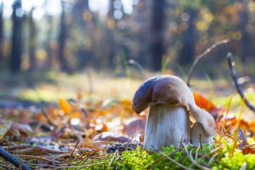 Mushroom reaches for a large to grow. Autumn mushrooms grow in wood. Natural raw food growing. Edible cep, vegetarian natural organic meal