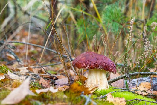 Nice big pine boletus edulis mushroom. Autumn mushrooms grow in forest. Natural raw food growing. Edible cep, vegetarian natural organic meal