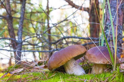 Nice two mushrooms in moss forest. Autumn mushroom grow in wood. Natural raw food growing. Edible cep, vegetarian natural organic meal