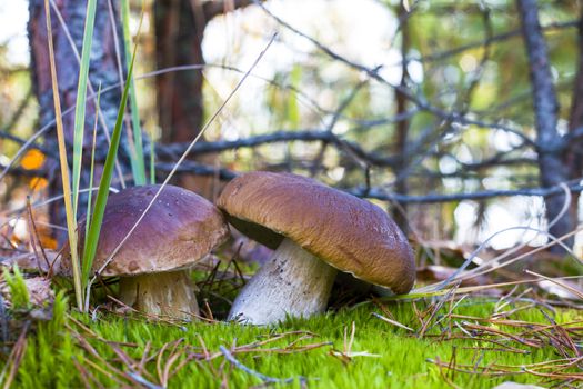 Nice two mushrooms in moss wood. Autumn mushroom grow in forest. Natural raw food growing. Edible cep, vegetarian natural organic meal