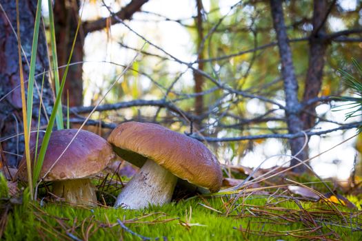 Nice two mushrooms in moss. Autumn mushroom grow in wood. Natural raw food growing. Edible cep, vegetarian natural organic meal