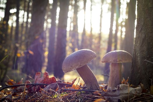 Nice two mushrooms in oak wood. Autumn mushroom grow in forest. Natural raw food growing. Edible cep, vegetarian natural organic meal