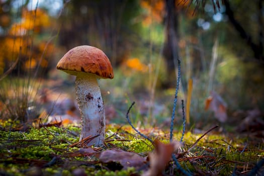 Orange-cap boletus in moss. Autumn mushroom grow in forest. Natural raw food growing in wood. Edible cep, vegetarian natural organic meal